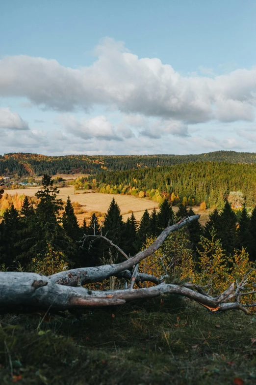a fallen tree sitting on top of a lush green hillside, by Sebastian Spreng, pexels contest winner, panorama distant view, autum, swedish forest, looking towards camera
