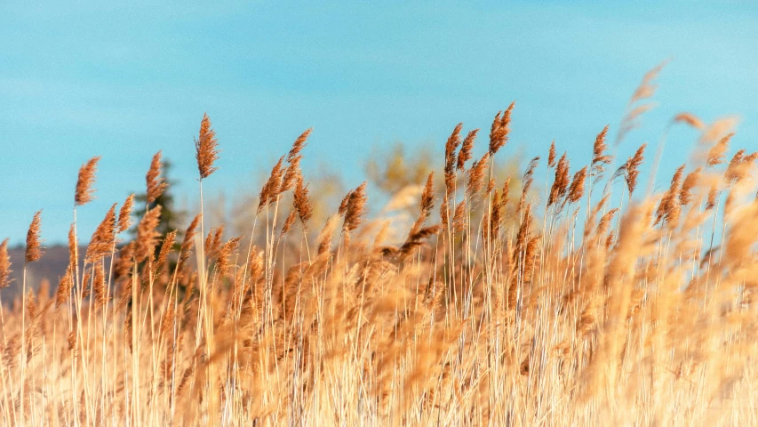 a field of tall grass with a blue sky in the background, by Thomas Häfner, trending on pexels, visual art, brown, gold, cottagecore, shoreline