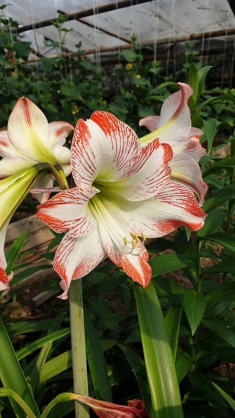 a close up of a flower in a garden, red and white, big lilies, square, looking towards the camera