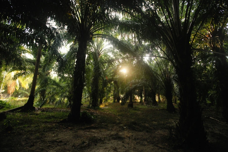 the sun is shining through the trees in the forest, by Jessie Algie, unsplash contest winner, sumatraism, date palm trees, rows of lush crops, taken in the late 2000s, medium format. soft light