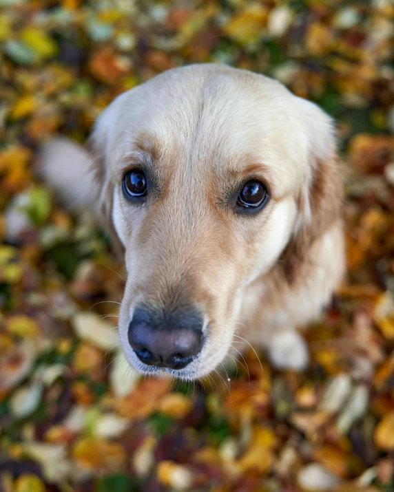 a dog that is looking up at the camera, slightly golden, autumnal, smaller nose, looking sad