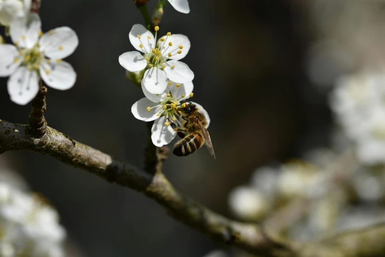 a bee sitting on top of a white flower, on a tree