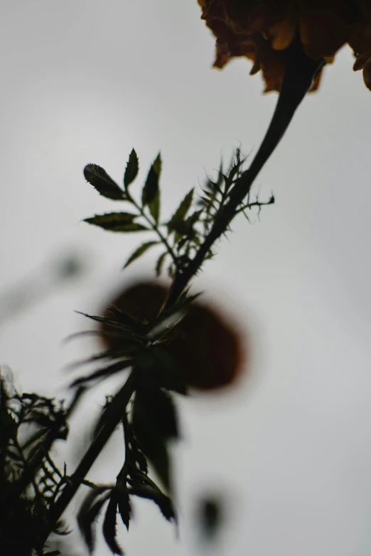 a close up of a flower with a sky in the background, an album cover, silhouette :7, distant knotted branches, low quality photo, tomatoes hanging on branches