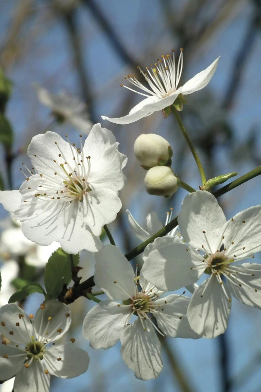 a close up of some white flowers on a tree, slide show, with fruit trees, silver mist, exterior