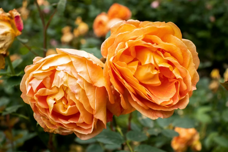 two orange roses are blooming in a garden, inspired by Edwin Deakin, unsplash, full of golden layers, well preserved, glazed, jen atkin