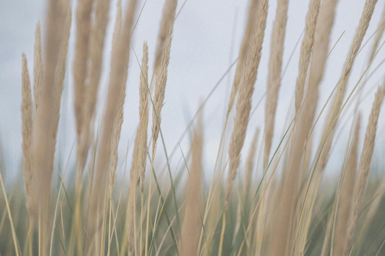 a bird sitting on top of a tall grass covered field, by David Simpson, unsplash, visual art, stylized grass texture, soft-sanded coastlines, in muted colours, medium format
