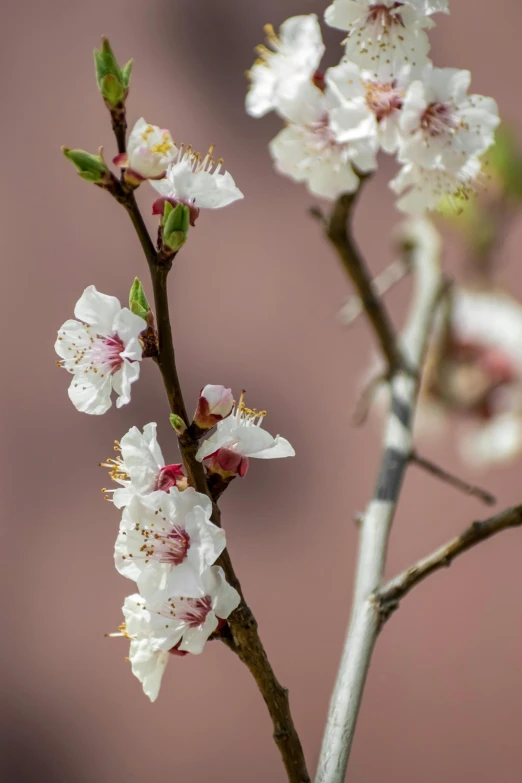 a close up of a branch of a tree with flowers, a still life, by David Simpson, unsplash, arabesque, full frame image, 1 6 x 1 6, low depth of field, peach