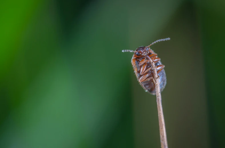 a bug that is sitting on top of a plant, a macro photograph, by Andries Stock, unsplash, hurufiyya, wee whelp, brown, tourist photo