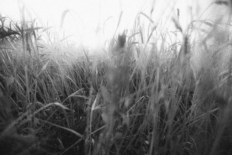 a black and white photo of tall grass, a black and white photo, by Carl Hoppe, romanticism, 3 5 mm lomography, summer morning, alternate album cover, harvest