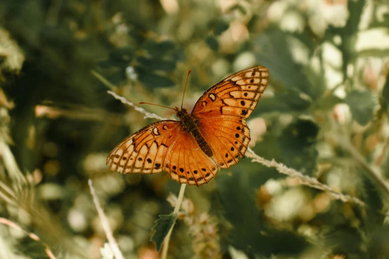 a close up of a butterfly on a plant, pexels contest winner, reddish - brown, instagram post, sustainable materials, frontal pose