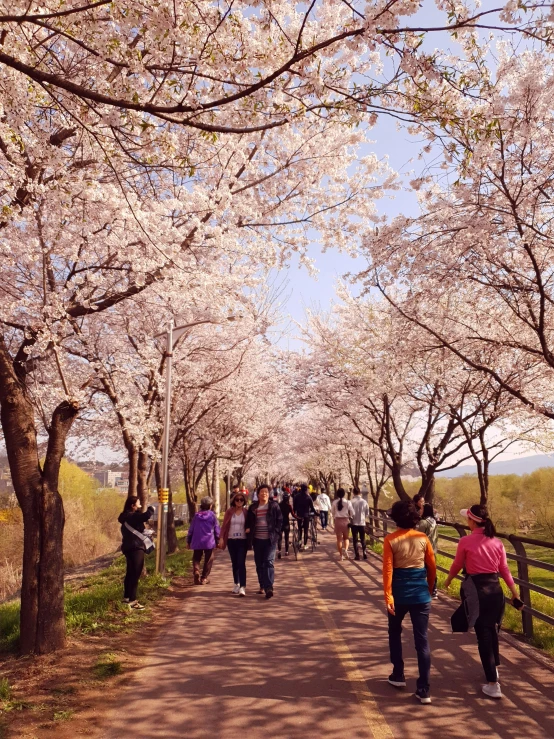 a group of people walking down a path lined with trees, by Jang Seung-eop, happening, cherry blosom trees, 🚿🗝📝, delightful surroundings, sunny day time