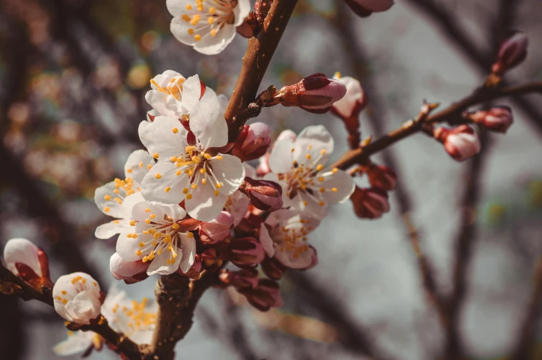 a close up of a flower on a tree, trending on pexels, cherry trees, background image, alessio albi, festivals