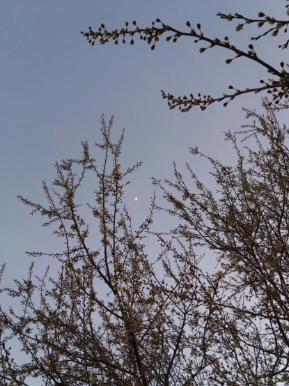 a full moon is seen through the branches of a tree, an album cover, unsplash, hurufiyya, seasons!! : 🌸 ☀ 🍂 ❄, nice spring afternoon lighting, weird camera angle, low quality photo