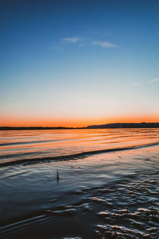 a bird standing on top of a beach next to the ocean, during a sunset, body of water, omaha beach, shallow water