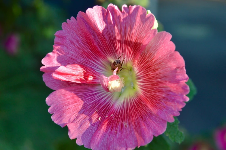 a pink flower with a bee on it, by Phyllis Ginger, pexels contest winner, morning glory flowers, corduroy, reddish, slide show