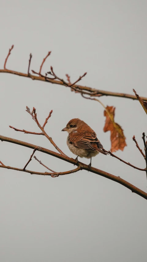 a couple of birds sitting on top of a tree branch, a photo, pixabay, mingei, late autumn, a photograph of a rusty, thumbnail, 1 female