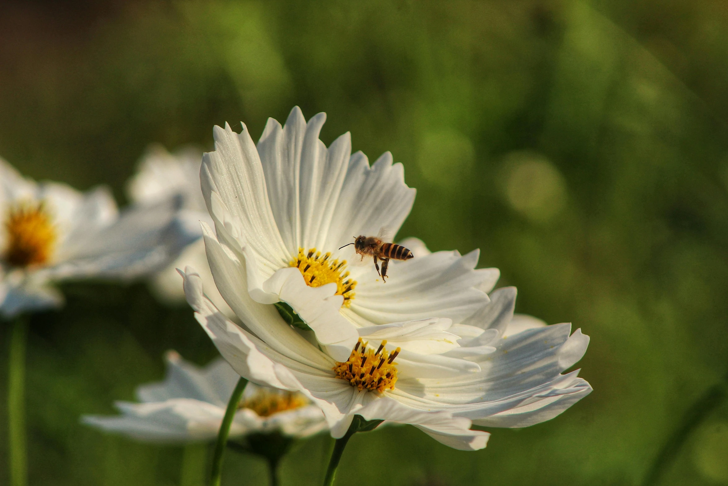 a bee sitting on top of a white flower