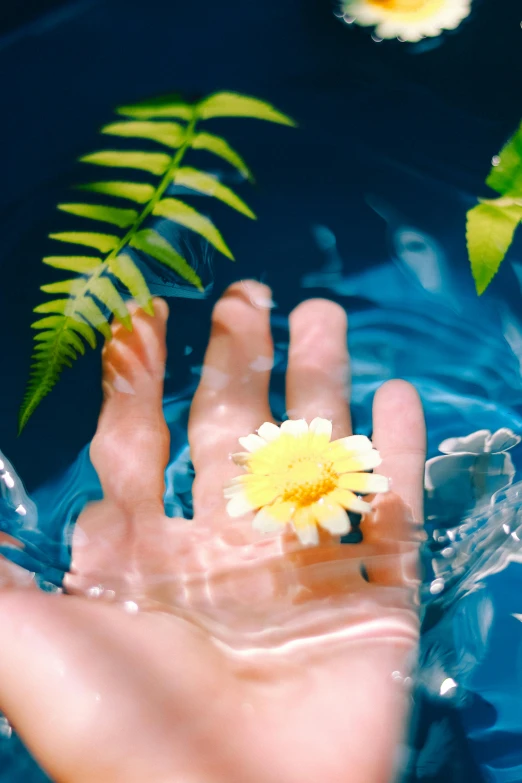 a person holding a flower in a bowl of water, light blue water, biophilia mood, synthetic bio skin, chamomile