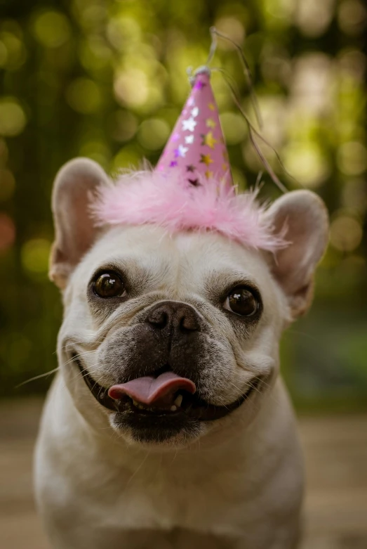 a small white dog wearing a pink party hat, a portrait, shutterstock, paul barson, pals have a birthday party, wrinkles, a horned