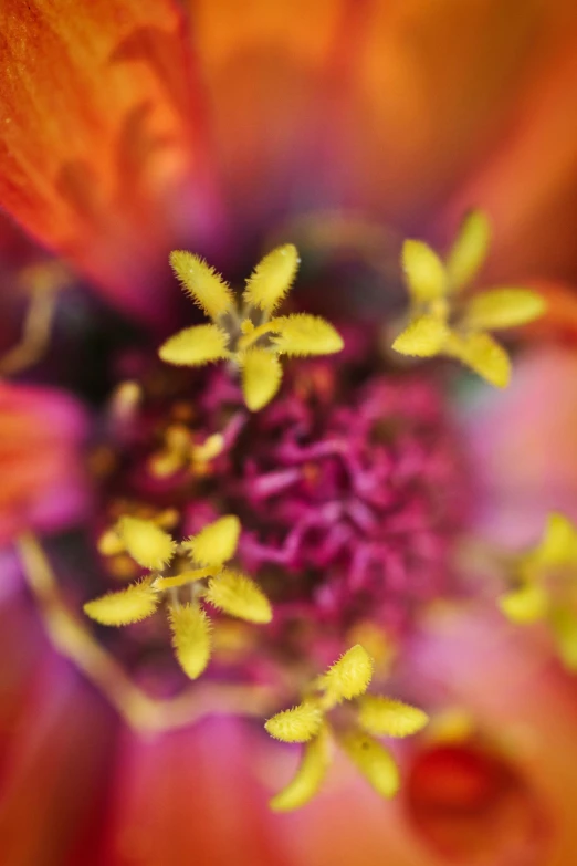 a close up view of an orange flower, a macro photograph, by Jessie Algie, conceptual art, pink yellow flowers, yellow purple, multi colored, infinite