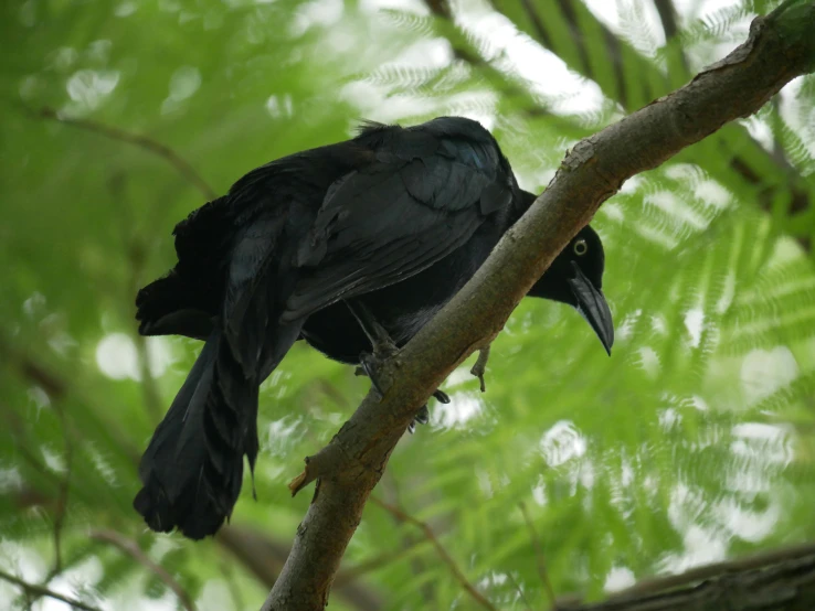 a black bird sitting on top of a tree branch, puṣkaracūḍa, emerald