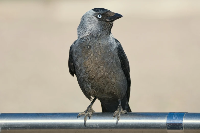 a bird sitting on top of a metal rail, inspired by Gonzalo Endara Crow, pexels contest winner, renaissance, in gunmetal grey, rounded beak, australian, heavy conduits