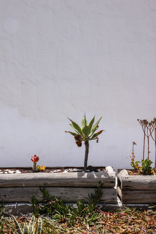 a red fire hydrant sitting in front of a white wall, a still life, unsplash, cactus adjacent, benches, oceanside, bonsai tree on roof