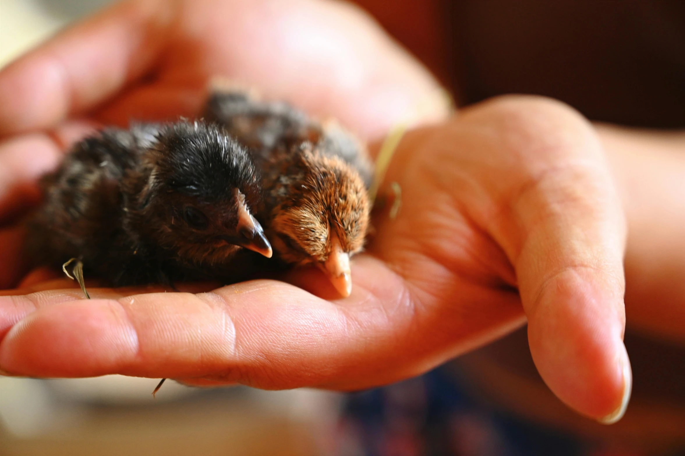 a person holding a small bird in their hand, with chicks, asleep, profile image, thumbnail