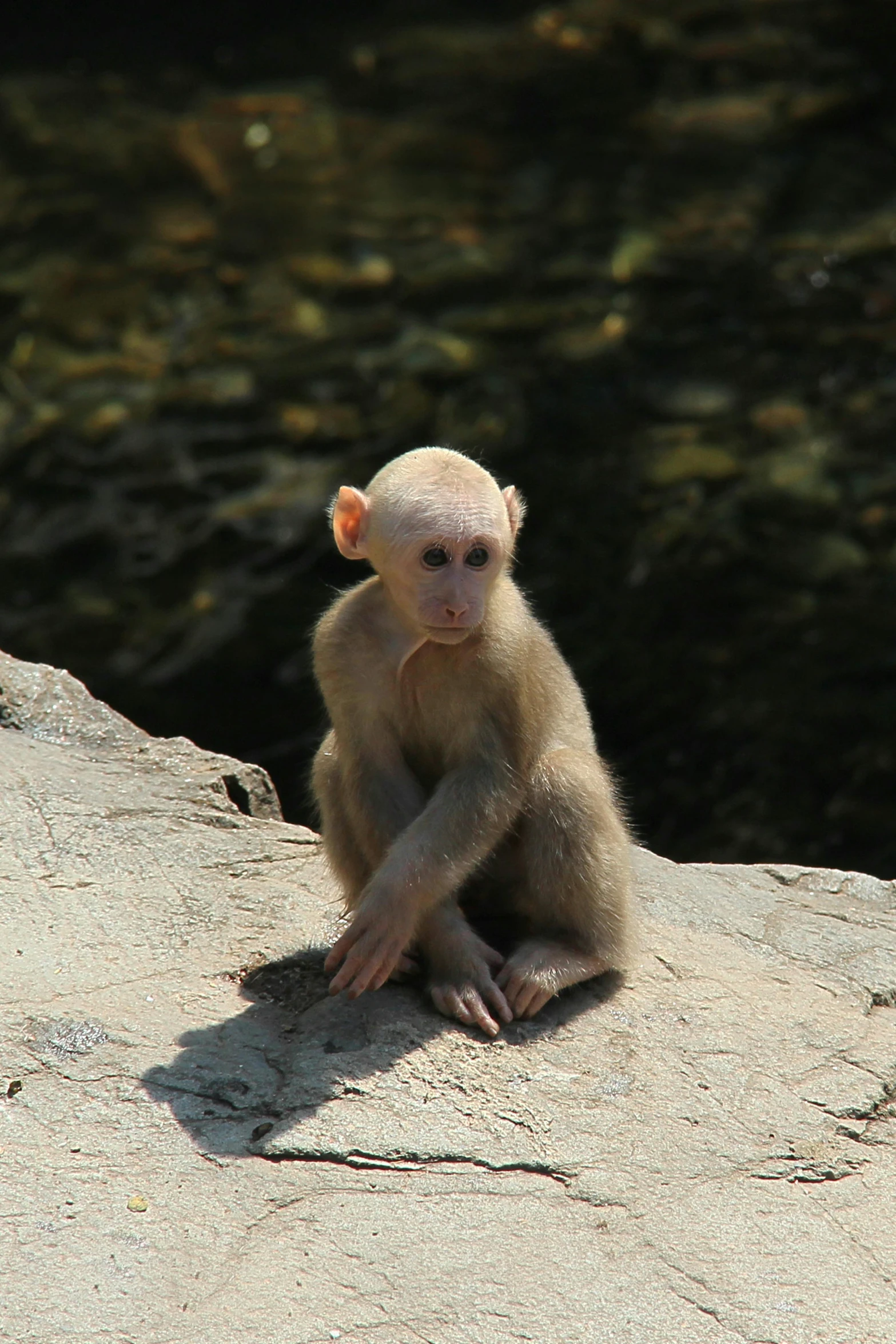 a monkey sitting on top of a rock next to a body of water, sitting on the floor, immature, albino skin, more