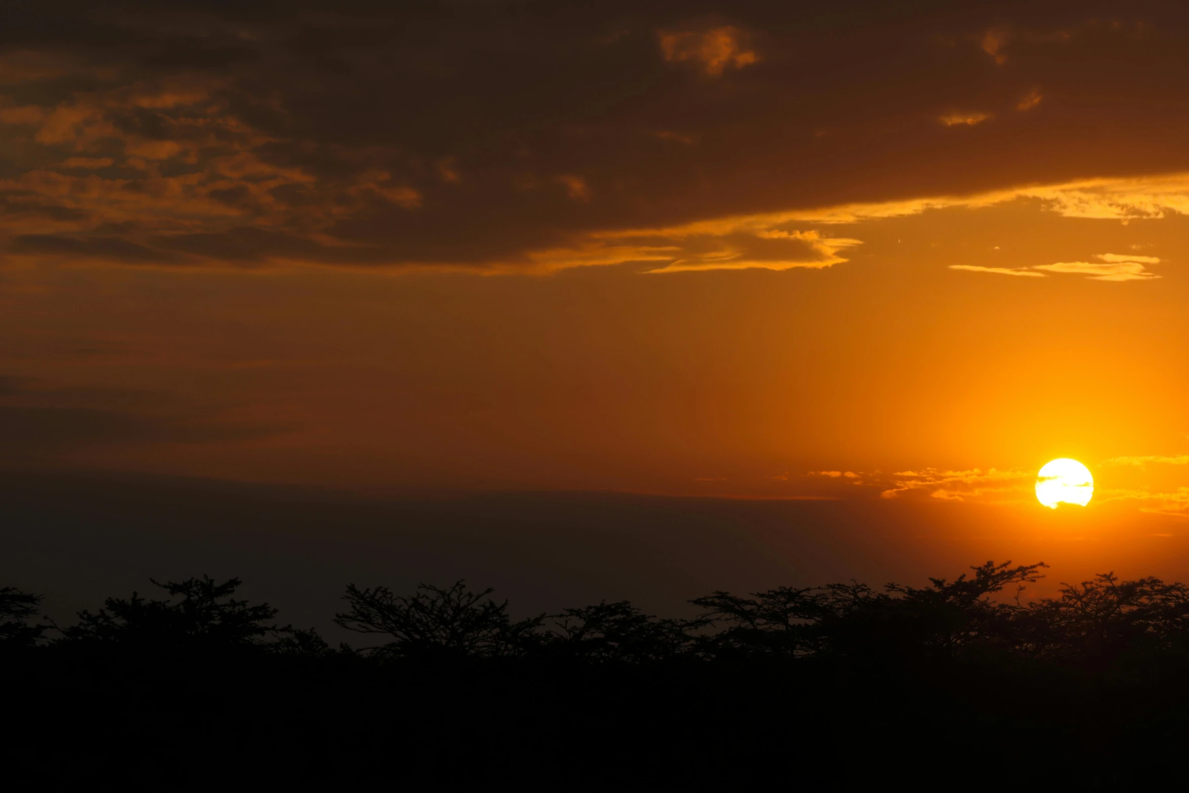 a couple of giraffe standing on top of a lush green field, by Daniel Lieske, pexels contest winner, romanticism, sunset panorama, jamaica, silhouette over sunset, fire on the horizon