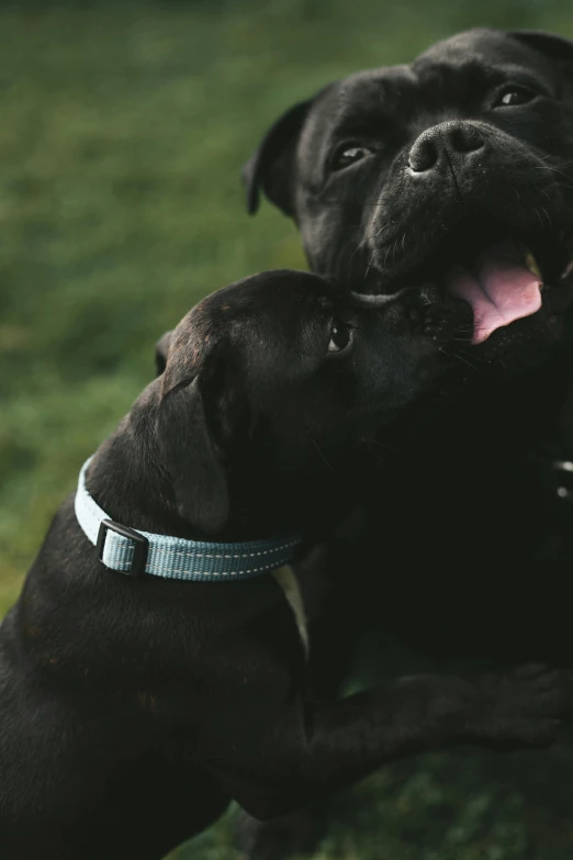 two black dogs playing with each other in the grass, unsplash, renaissance, wearing collar on neck, grey, bl