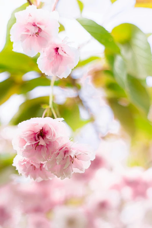 a bunch of pink flowers hanging from a tree, no cropping, softness, up close, award - winning