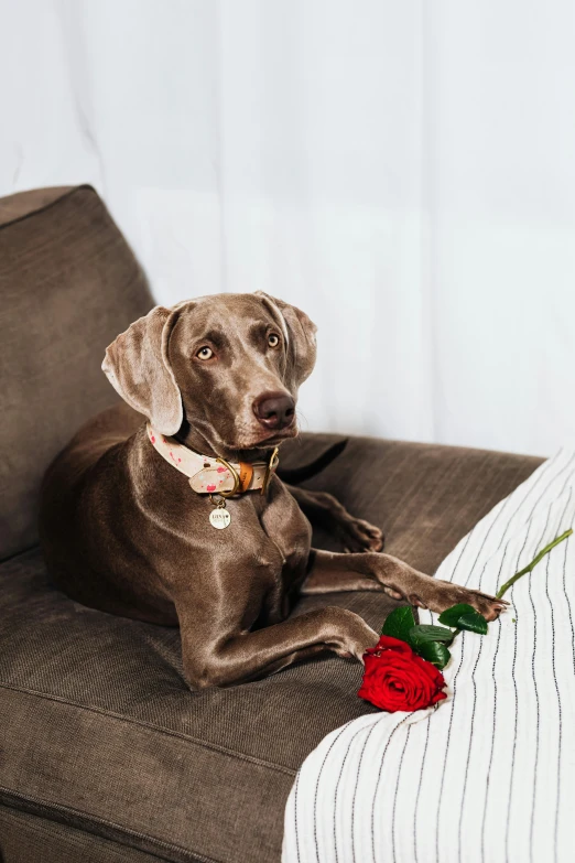 a dog sitting on a couch with a rose in its mouth, grey, romantic lead