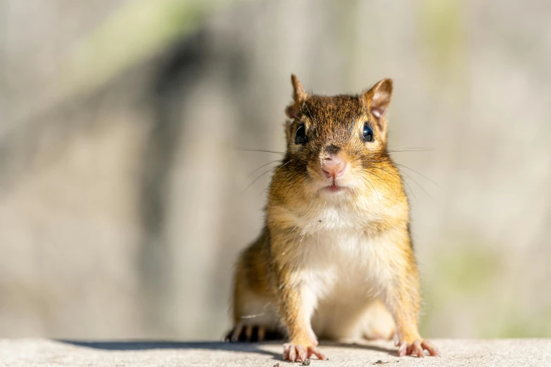 a close up of a small animal on a ledge, inspired by Chippy, trending on pexels, chip 'n dale, front facing the camera, neuroscience, outdoor photo