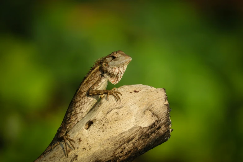 a lizard sitting on top of a tree branch, by Peter Churcher, pexels contest winner, a wooden, grey, sri lanka, well preserved