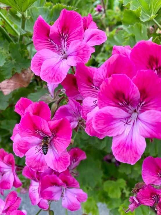 a close up of a bunch of pink flowers, pink bees, multicoloured, at home, lush vista