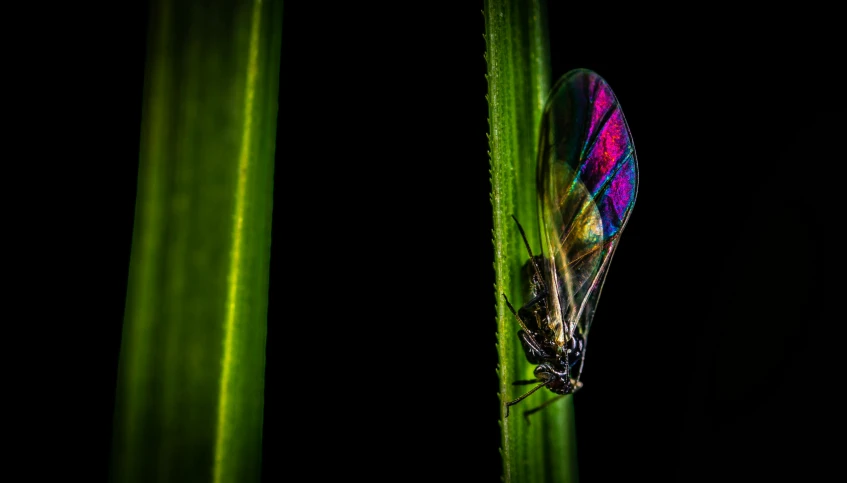 a colorful insect sitting on top of a green plant, a macro photograph, by Jan Rustem, pexels contest winner, hurufiyya, iridescent neon, translucent wings, farming, pink and green