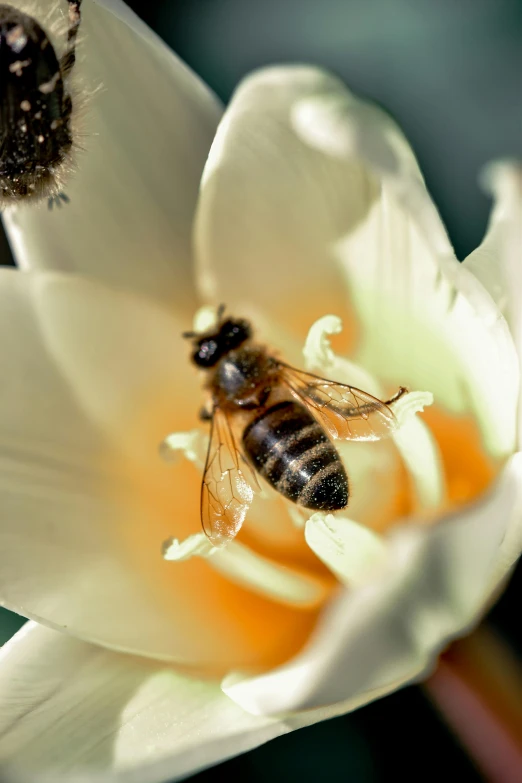 a bee sitting on top of a white flower, slide show, uncrop, high - resolution, fan favorite