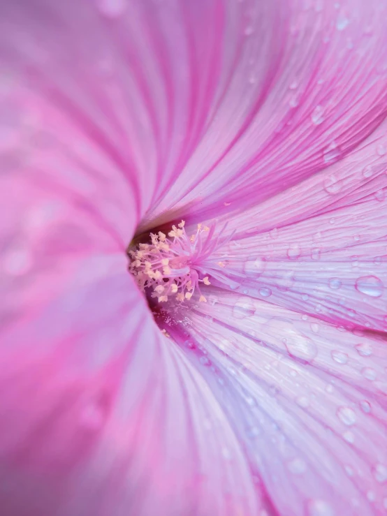 a pink flower with water droplets on it, a macro photograph, by Alison Geissler, pexels contest winner, clean detail 4k, hibiscus, medium shot photo 8k ultrahd, pastel colored