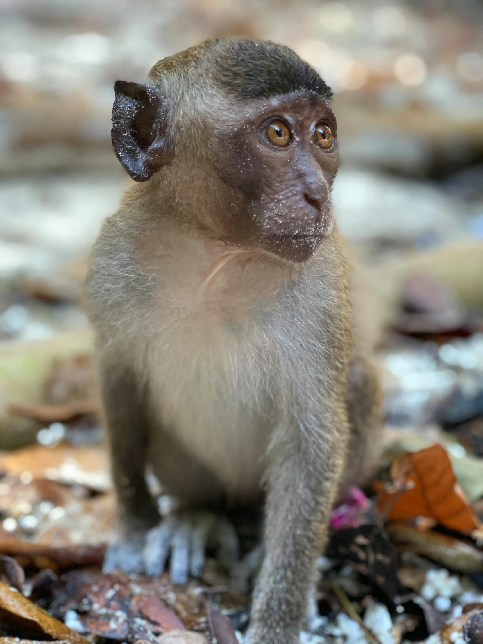 a monkey sitting on top of a pile of leaves