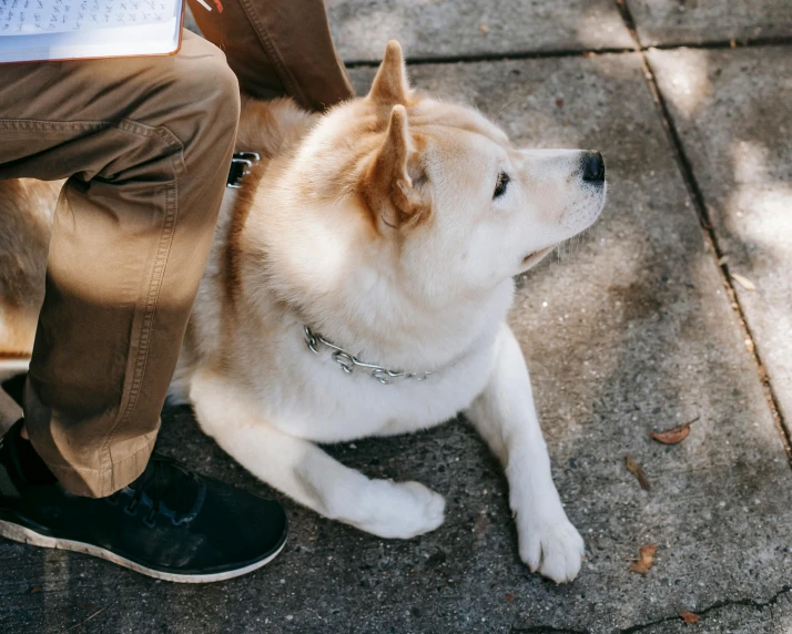 a dog sitting on the ground next to a person, trending on pexels, shibu inu, wearing white sneakers, curled up on a book, guide