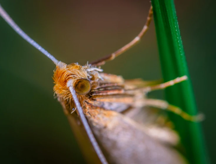 a close up of a moth on a plant, a macro photograph, unsplash, shot from behind blades of grass, digital photo, shot on sony a 7, a handsome