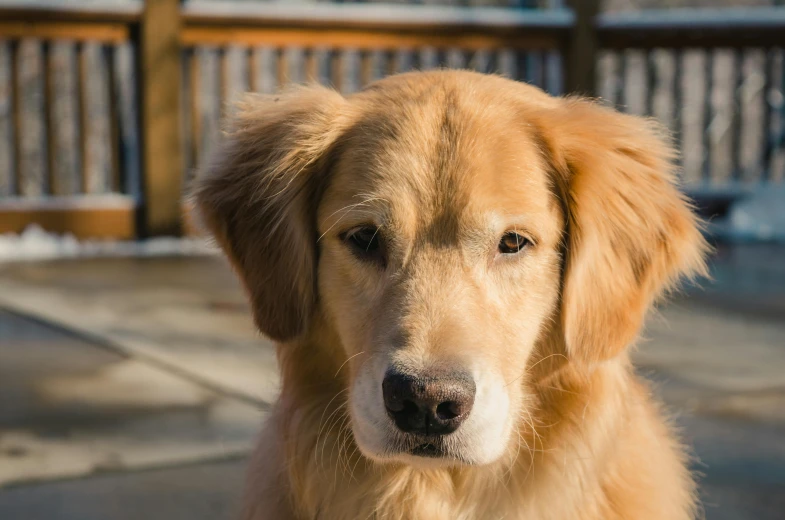 a close up of a dog on a sidewalk, by Brian Thomas, pexels contest winner, golden retriever, young male, floppy ears, portrait mode photo