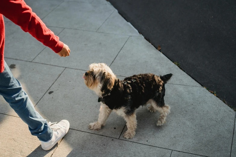 a small dog standing on a sidewalk next to a person, pexels contest winner, talking, thumbnail, high quality image, childish