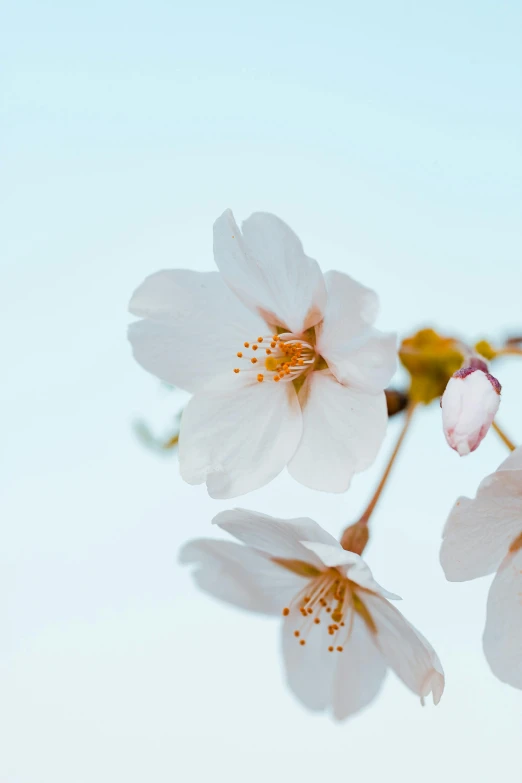 a close up of a bunch of white flowers, a picture, by Niko Henrichon, trending on unsplash, romanticism, sakura flower, bright sky, background image, photo for magazine