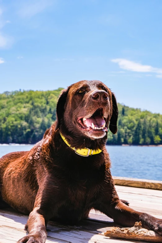 a brown dog laying on top of a wooden dock, a photo of a lake on a sunny day, smiling and looking directly, slide show, featured