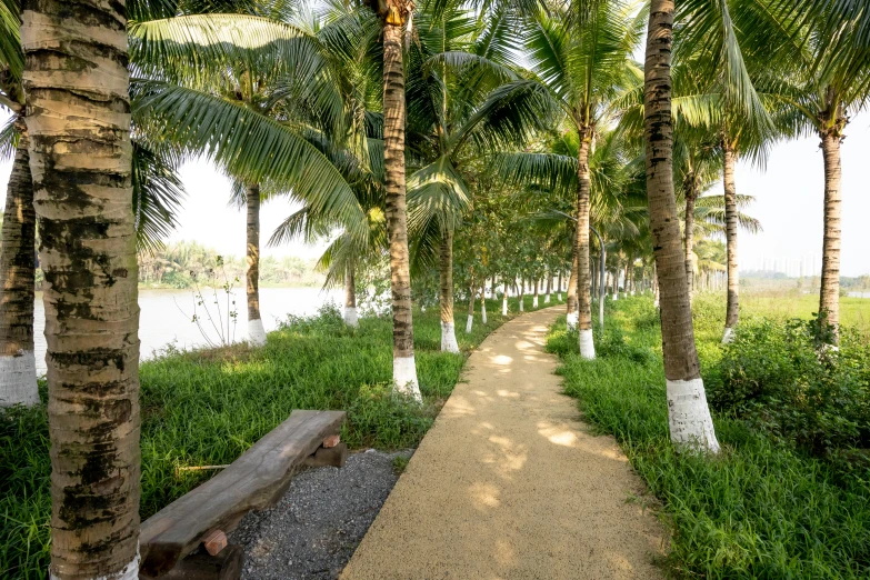 a pathway lined with palm trees next to a body of water, phuoc quan, fruit trees, profile image