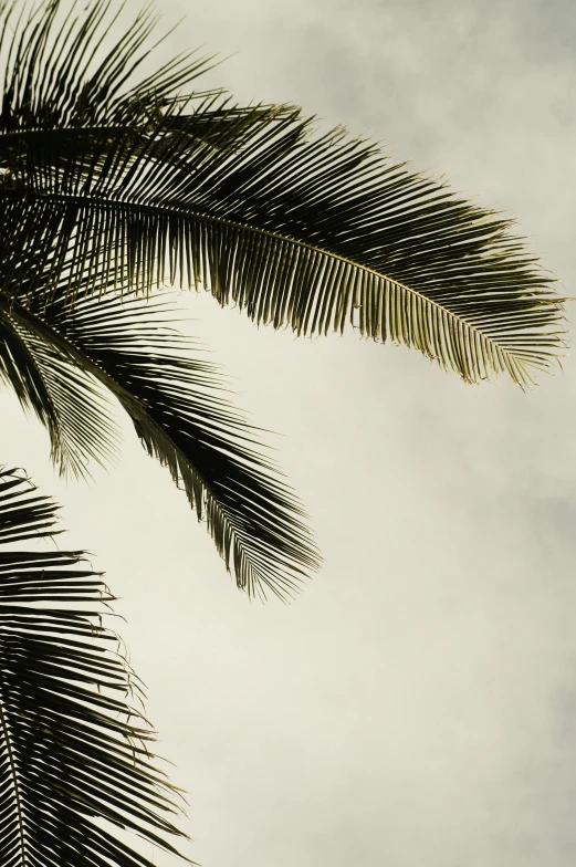 a black and white photo of a palm tree, inspired by Max Dupain, unsplash, baroque, brown, humid evening, heavens, high quality photo