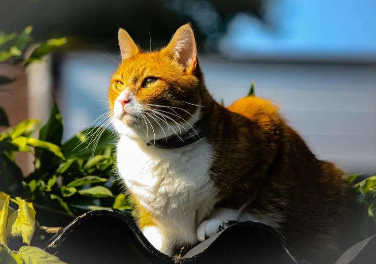 an orange and white cat sitting on top of a roof, avatar image