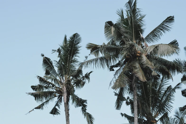 a group of palm trees standing next to each other, unsplash, hurufiyya, bali, portrait image